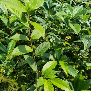 開(kāi)陽(yáng)縣苦櫧苗