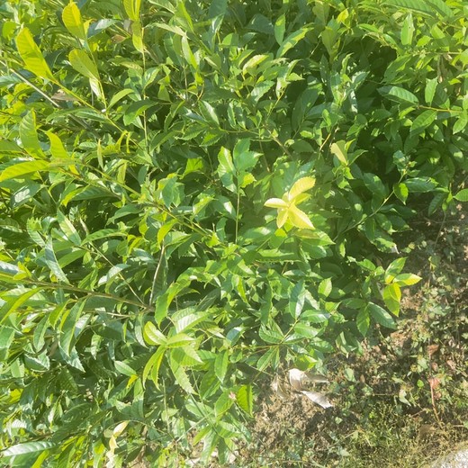 獅子山區(qū)苦櫧苗