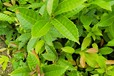 苦櫧苗報(bào)價(jià)及圖片