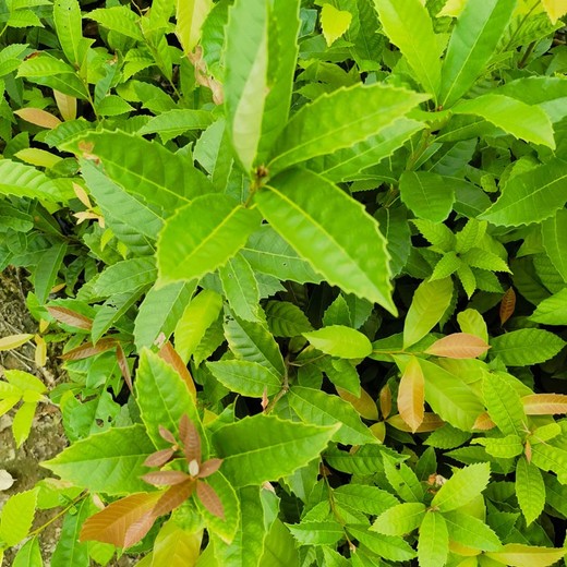 澎湖縣苦櫧苗