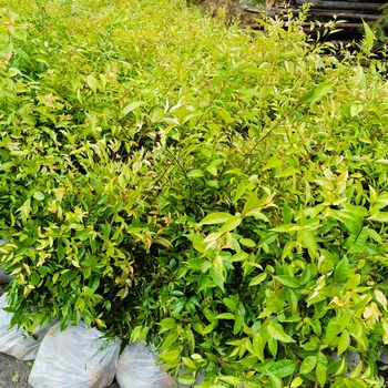 永州新田福新苗圃紅錐報(bào)價(jià)及圖片紅錐苗