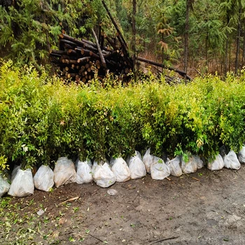 泉州惠安福新苗圃紅錐品牌紅錐無紡布袋苗