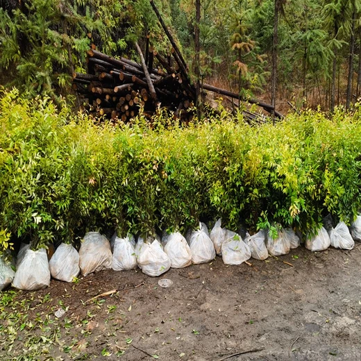 潛江高場(chǎng)街道銷(xiāo)售紅錐紅錐樹(shù)苗