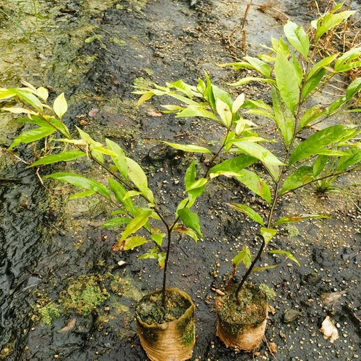 清遠連山壯族瑤族自治紅錐紅錐苗
