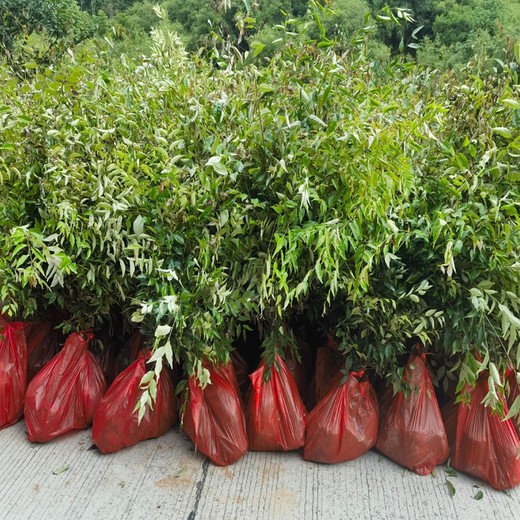 衢州柯城福新苗圃紅錐來樣生產(chǎn)紅錐小袋苗