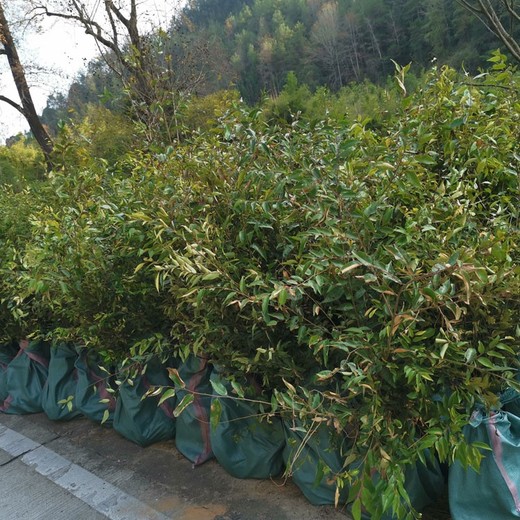 福州福新苗圃红锥价格红锥无纺布袋苗