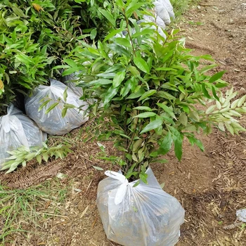 九江九江福新苗圃紅錐報價及圖片紅錐杯苗