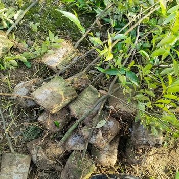 邵陽洞口福新苗圃紅錐報(bào)價(jià)紅錐苗