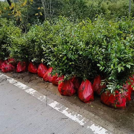 福州福清福新苗圃紅錐批發(fā)紅錐杯苗