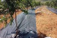 安徽葡萄園1米寬打孔防草布