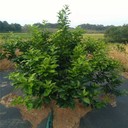 黑龍江茶園2米寬滲水防草布