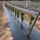 吉林藍(lán)莓園1.5米寬滲水防草布圖