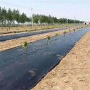 江西80克防草布蓋草布除草布,的缺點是啥