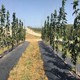 安徽pe防草地布圖