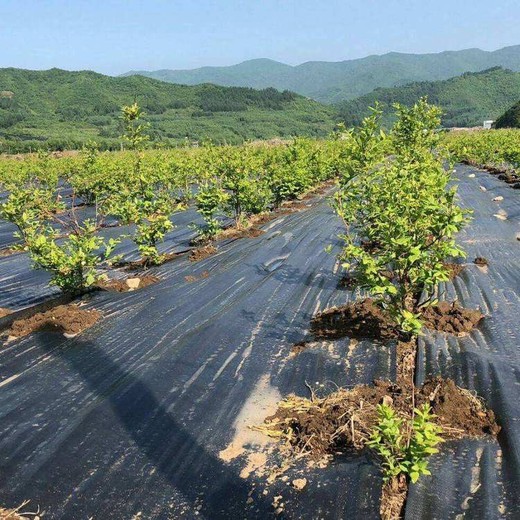 寧夏大棚種植除草膜透氣嗎