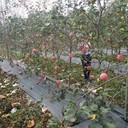 福建90克pp黑色防草布,除草膜桑葚園