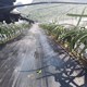 天津市90克PE防草布蓋草布除草布,啥價格展示圖