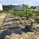 北京市100克pe,pp蓋草布,遮草布花椒園