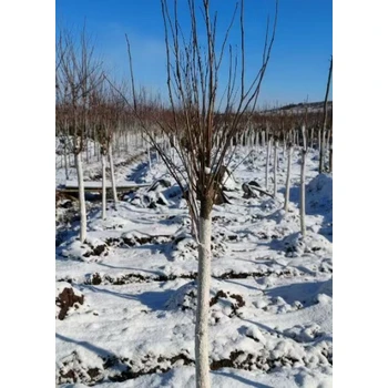 大連旅順口哪里有綠化苗木苗木基地