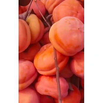 營(yíng)口長(zhǎng)期培育出售柿子樹(shù)苗柿子樹(shù)苗圃