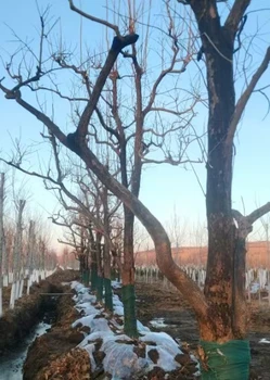 遼陽出售本地柿子樹苗