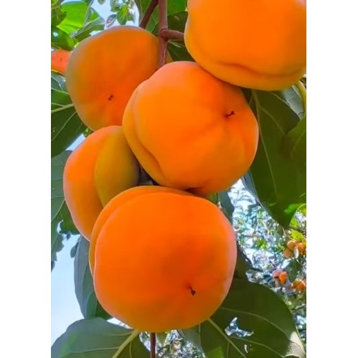金州柿子苗柿子樹(shù)能活嗎