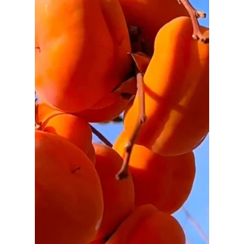 莊河柿子苗柿子樹圖片