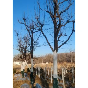 遼陽出售本地柿子樹苗