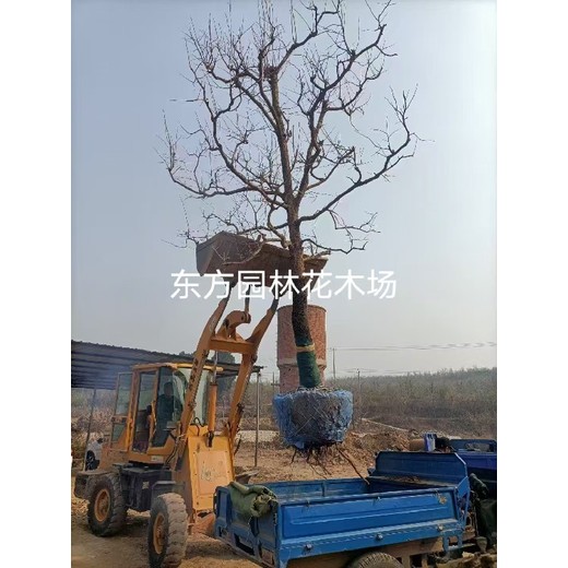 大連旅順柿子苗柿子樹(shù)苗圃在哪