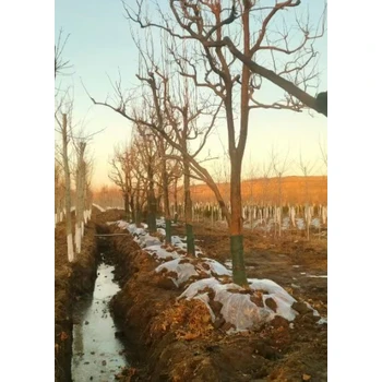 遼陽出售本地柿子樹苗