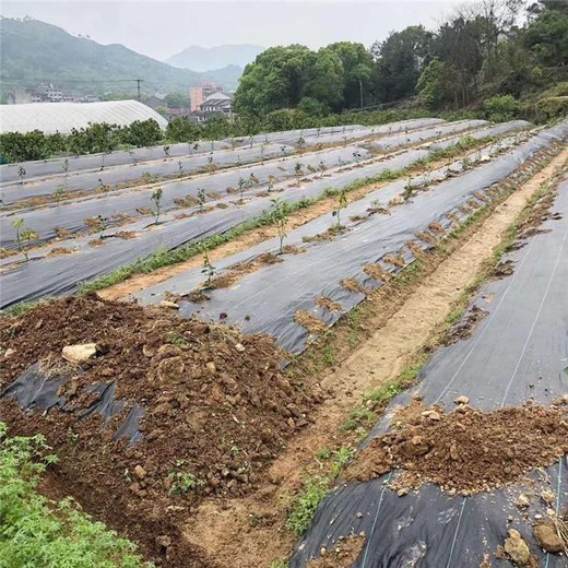 我們公司生產(chǎn)防草布--除草布--防草布價(jià)格詳情咨詢(xún)