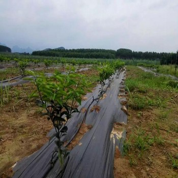 西藏100克PP防草布盖草布除草布,防草材料介绍