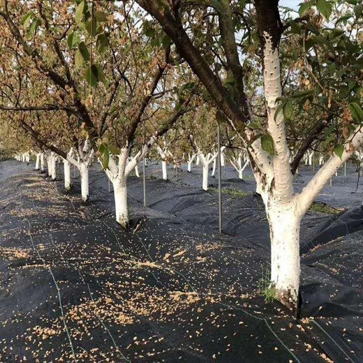 新疆pp，PE90克防草布價(jià)格,黑色地布