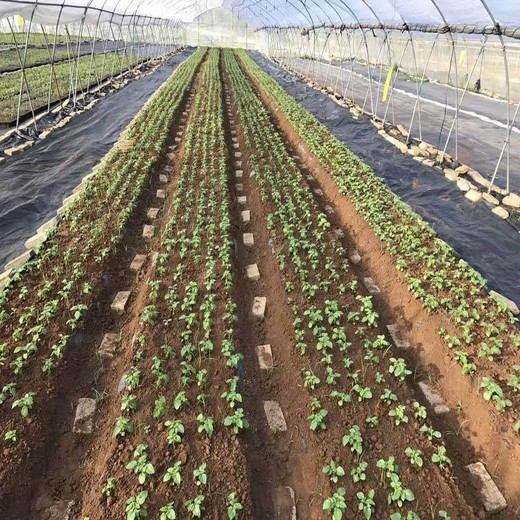 廠家批發-除草布-防草布-果園防草布-pe防草布