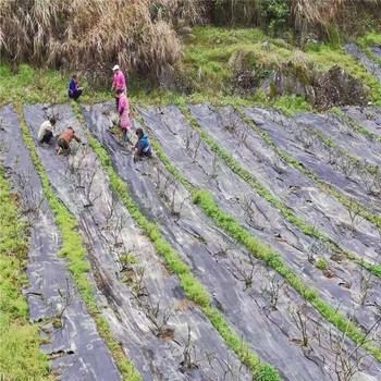 遼寧藍莓園1米寬滲水防草布