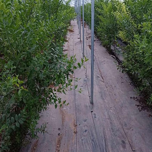 防草布除草布防草效果種植