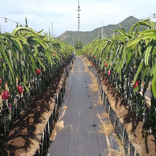 臨縣PP90克地布防草布廠家除草布大棚果園園藝地布