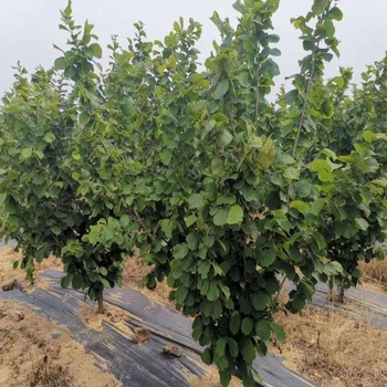 溫州市pepp90克防草布搭接寬度