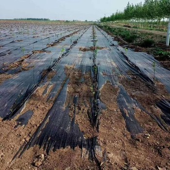 遼寧藥材種植2米寬滲水除草地布