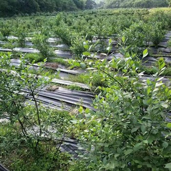 江西80克防草布盖草布除草布,一亩地啥价格