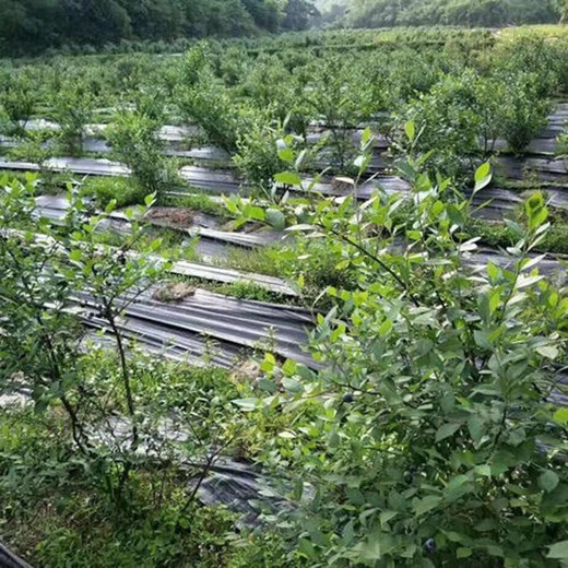 河北透水除草布,除草膜苹果园