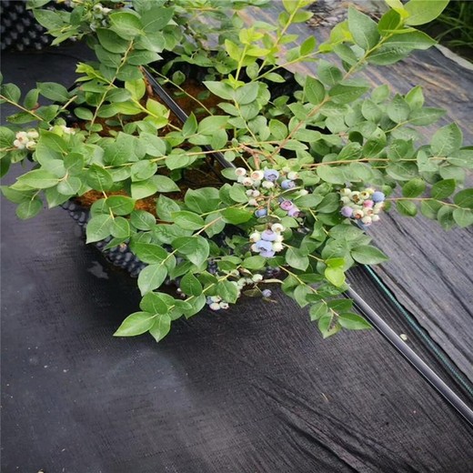 南寧除草-防草布-防草布價(jià)格-除草布廠(chǎng)家批發(fā)