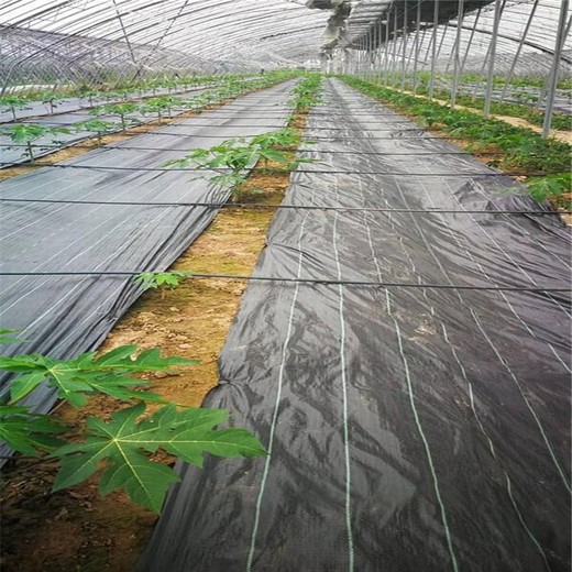 果農用了防草布-除草布-果園防草布90克+100克