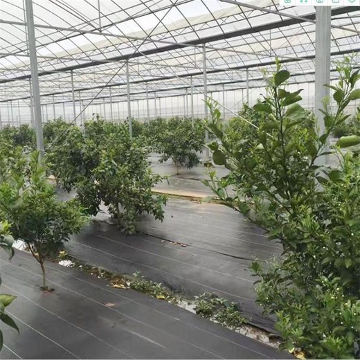 1.5米寬農業(yè)防草布--pp除草布詳情浙江省