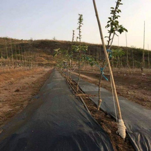 山東大棚防草布加工廠,裁塊切縫打孔型,PE材質