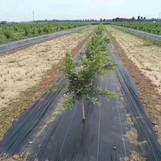 防草布除草布廠家80g+90克電話告訴你價格
