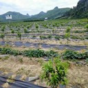 牡丹江pe防草布,打孔PP蓋草布