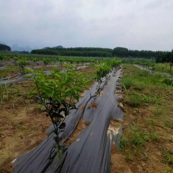 鞍山pe防草布,果园除草除草布哪里卖