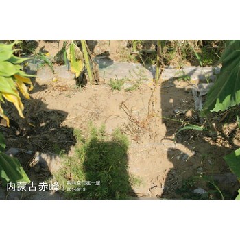 福建公司全生物降解地膜产地批发