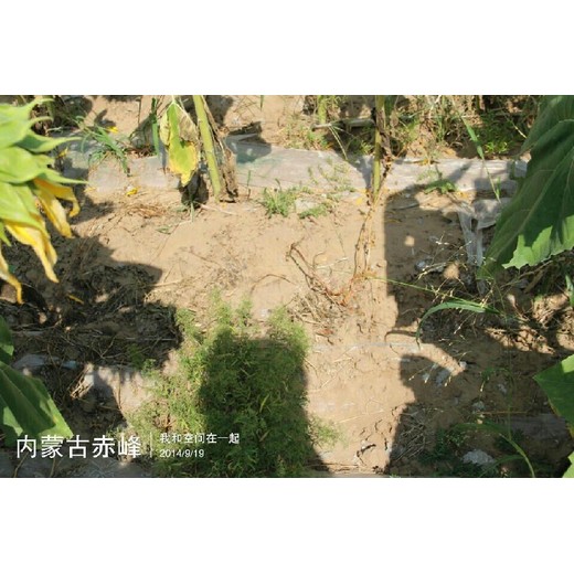 西藏全生物降解地膜产地报价